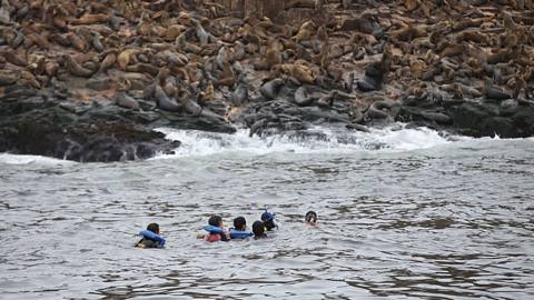 Photo 3 of Swimming with sea lions in Callao