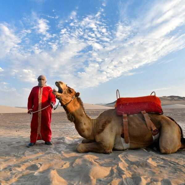 Foto 12 de Tour Dromedarios - Paseo en Camellos Ica